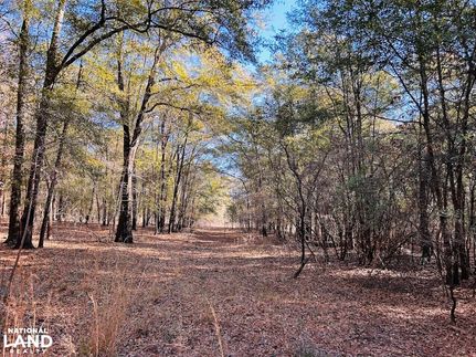 Undeveloped Land in Randolph County, Georgia