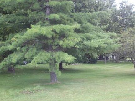 Timberland Property for sale in Winnebago County, Illinois
