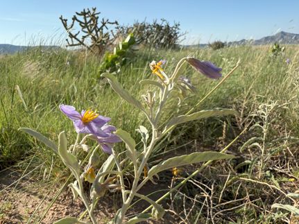 Residential Property in Valencia County, New Mexico