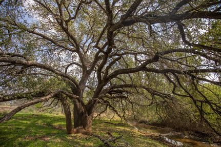 Ranch Property for sale in Atascosa County, Texas