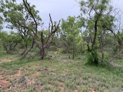 Ranch Property for sale in Coke County, Texas