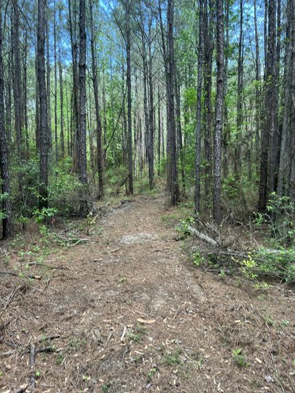 Undeveloped Land for sale in Rapides Parish, Louisiana