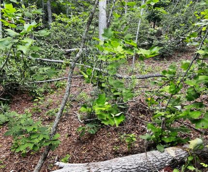 Residential Property for sale in Buncombe County, North Carolina