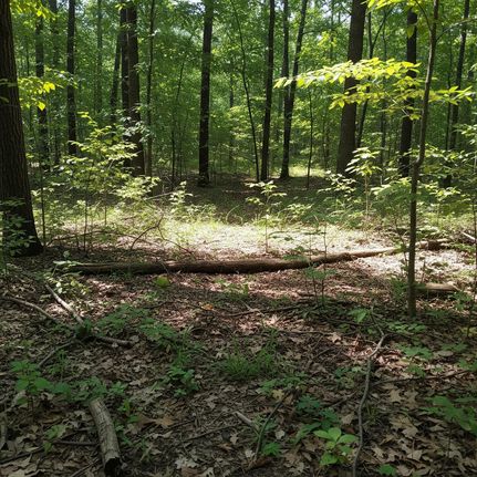 Recreational Property for sale in Baxter County, Arkansas
