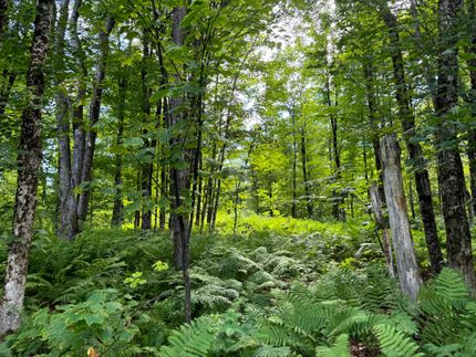 Residential Property for sale in Lewis County, New York