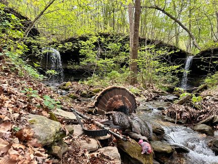 Farm Property for sale in Madison County, Arkansas