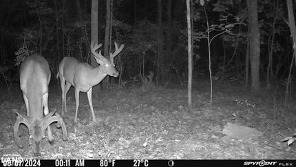 Farm Property for sale in Marion County, Alabama