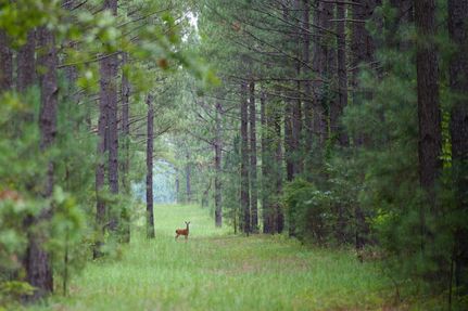 Farm Property for sale in Aiken County, South Carolina