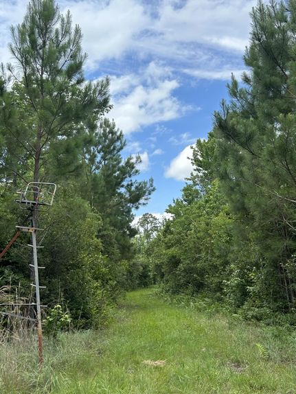 Hunting Land for sale in Pamlico County, North Carolina