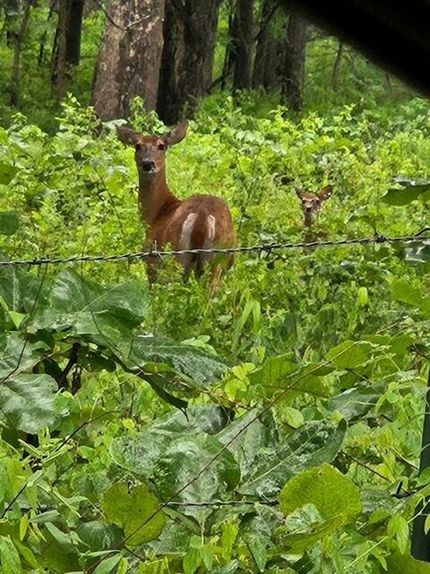 Farm Property for sale in Texas County, Missouri