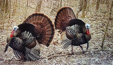 Farm Property for sale in Weakley County, Tennessee