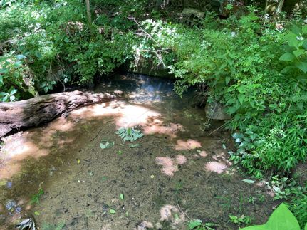 Timberland Property for sale in DeKalb County, Alabama