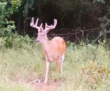 Property for sale in Pulaski County, Georgia