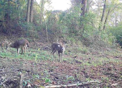 Ranch Property for sale in Butler County, Alabama