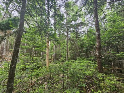 Undeveloped Land in Washington County, Maine