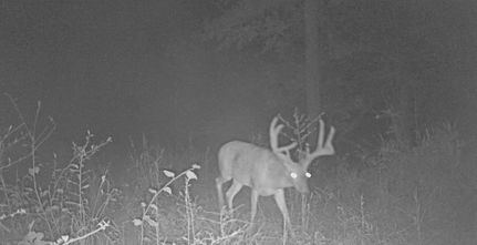 Property for sale in Carroll County, Mississippi