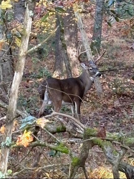 Lakefront Property for sale in Grady County, Georgia