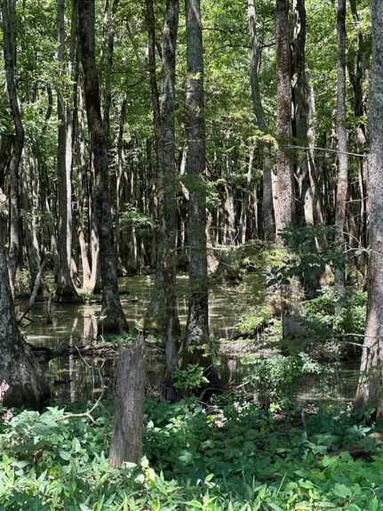 Hunting Land for sale in Leflore County, Mississippi