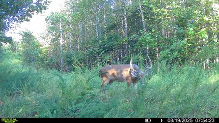 Timberland Property for sale in Benton County, Tennessee