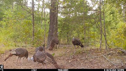 Property for sale in Conway County, Arkansas