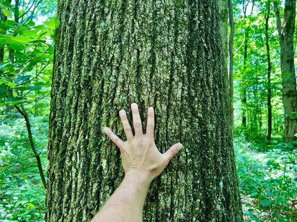 Farm Property in Fayette County, Pennsylvania