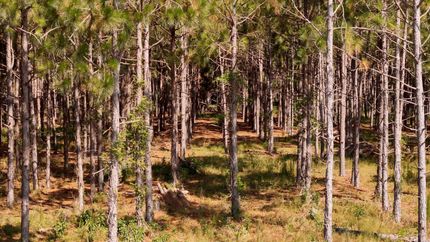 Timberland Property for sale in Richmond County, North Carolina