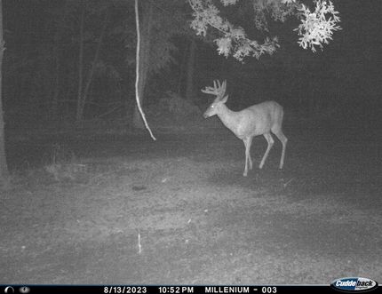 Timberland Property in Polk County, Wisconsin