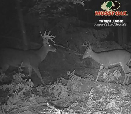 Undeveloped Land in Alcona County, Michigan