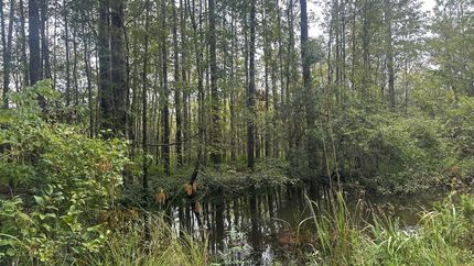 Undeveloped Land for sale in Screven County, Georgia