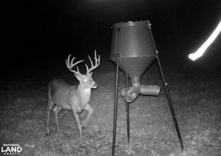 Timberland Property in Adair County, Kentucky