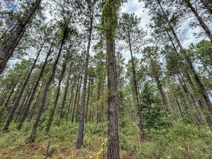 Farm Property for sale in Williamsburg County, South Carolina