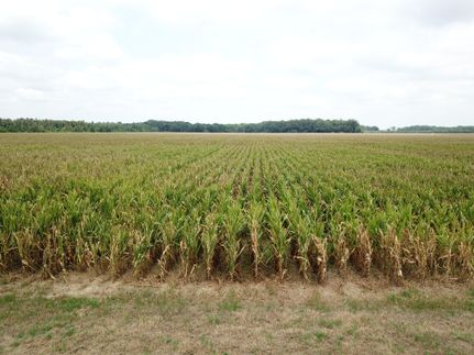 Hunting Land for sale in West Carroll Parish, Louisiana