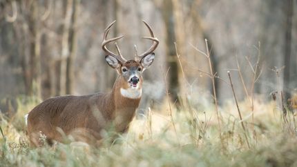 Recreational Property for sale in Sharp County, Arkansas