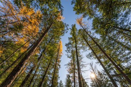 Undeveloped Land for sale in Flathead County, Montana