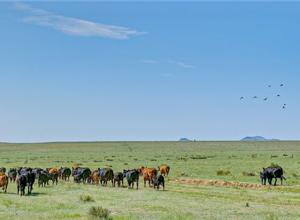 Farm Property for sale in Union County, New Mexico