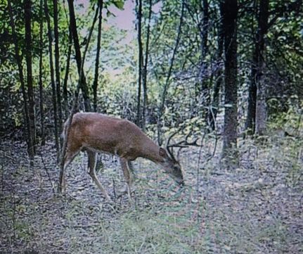 Ranch Property in Jackson County, Arkansas