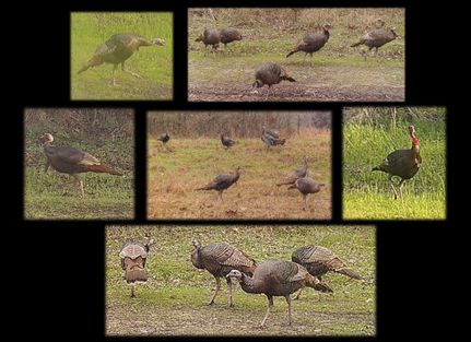 Ranch Property for sale in Panola County, Mississippi