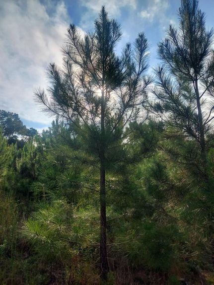 Recreational Property for sale in Quitman County, Georgia