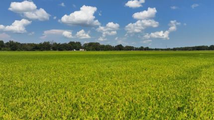 Property for sale in Monroe County, Arkansas