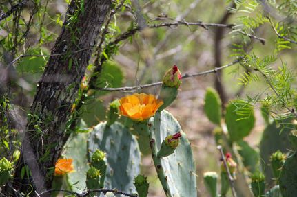 Undeveloped Land for sale in Medina County, Texas