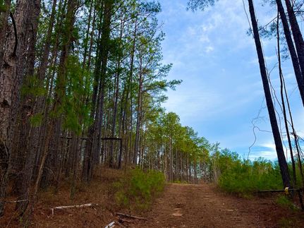 Undeveloped Land in Tuscaloosa County, Alabama
