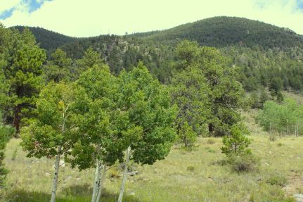 Hunting Land for sale in Park County, Colorado