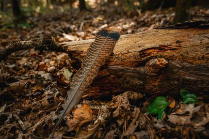 Property for sale in Talbot County, Georgia