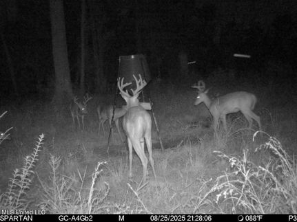 Property for sale in Tangipahoa Parish, Louisiana