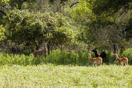 Ranch Property for sale in Wilson County, Texas