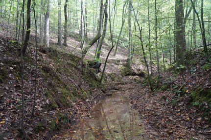 Hunting Land for sale in Marion County, Alabama