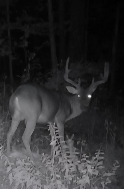 Farm Property in Union Parish, Louisiana