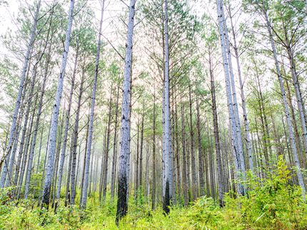 Timberland Property for sale in Prentiss County, Mississippi