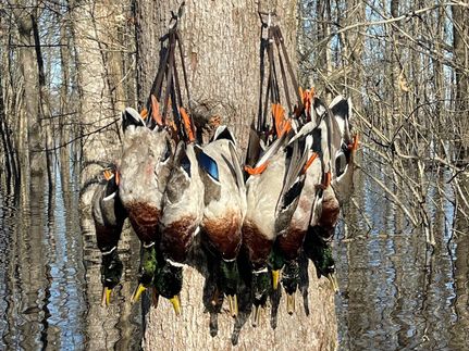 Property for sale in Poinsett County, Arkansas