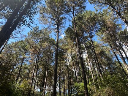 Property for sale in Scott County, Mississippi